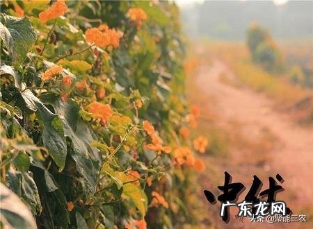 入伏,一伏、二伏、三伏,具体哪一天开始,是怎么推算的?在农村有什么风俗和习惯吗?