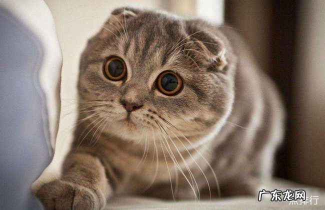 最适合家养的猫排名 十大适合家养的猫