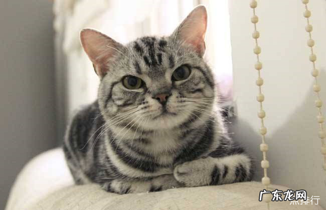 最适合家养的猫排名 十大适合家养的猫