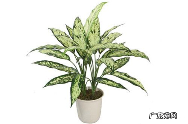 适合室内养的植物有哪些 十大室内最好养的植物排名