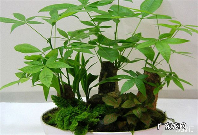 适合室内养的植物有哪些 十大室内最好养的植物排名