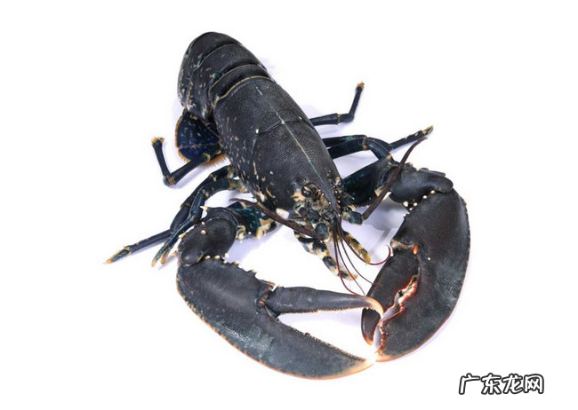 世界上最贵的十大海鲜 蓝鳍金枪鱼一条要173,600美元