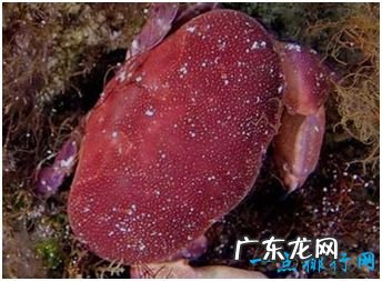 世界上几种有毒的蟹,食用1只就可夺人性命