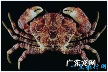 世界上几种有毒的蟹,食用1只就可夺人性命