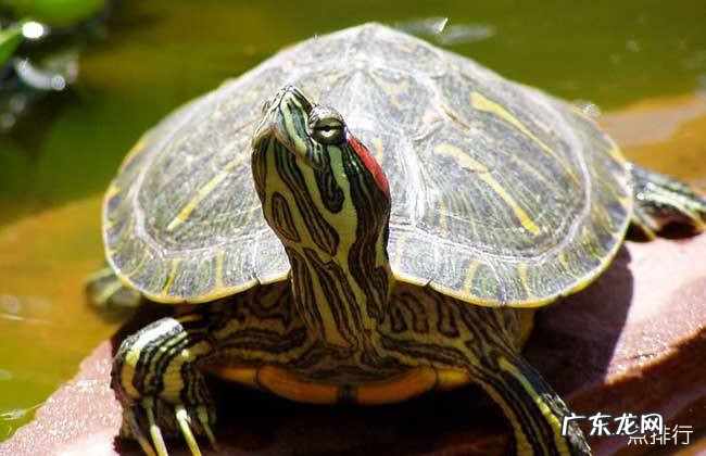 十大最好养的乌龟 宠物龟的种类有哪些