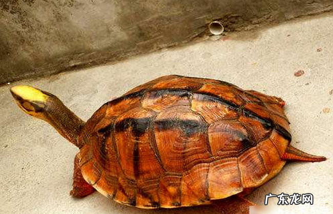 十大最好养的乌龟 宠物龟的种类有哪些