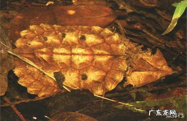 十大最好养的乌龟 宠物龟的种类有哪些