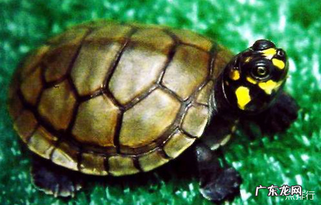 十大最好养的乌龟 宠物龟的种类有哪些