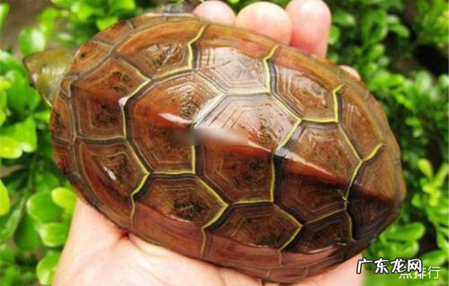 十大最好养的乌龟 宠物龟的种类有哪些