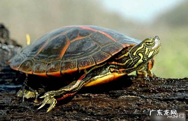 十大最好养的乌龟 宠物龟的种类有哪些