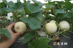 甜瓜种植技术与管理