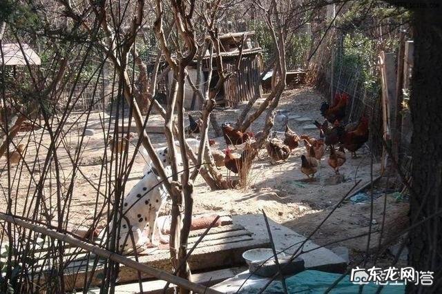 土鸡主要吃什么呢,土鸡饲料怎样配比