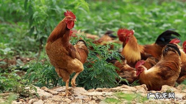 土鸡主要吃什么呢,土鸡饲料怎样配比