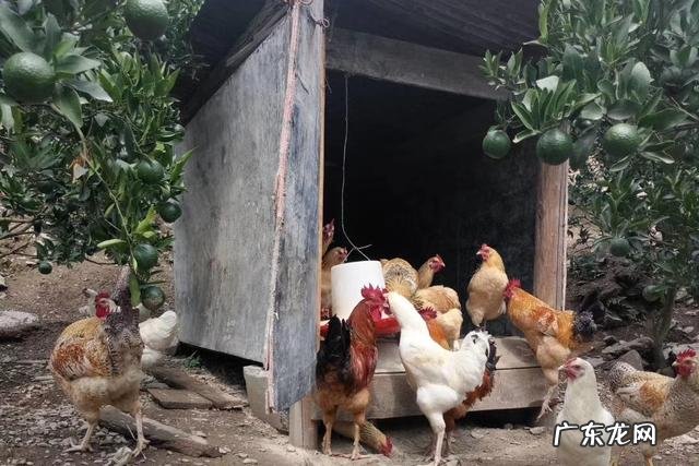 土鸡主要吃什么呢,土鸡饲料怎样配比