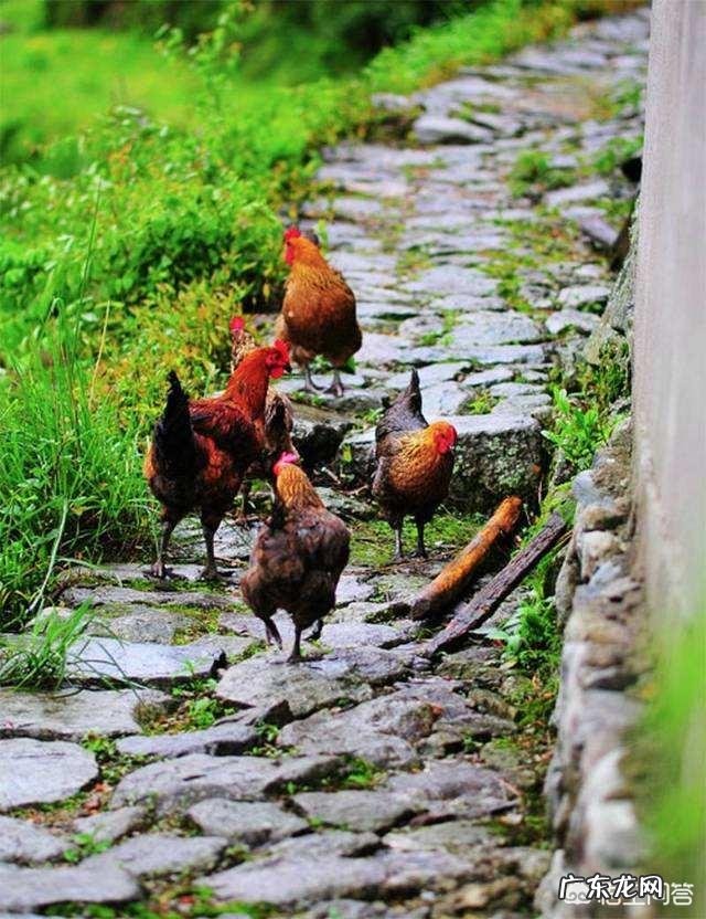 土鸡主要吃什么呢,土鸡饲料怎样配比