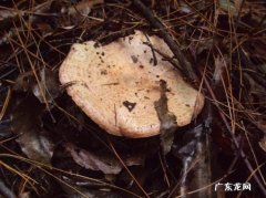 炸松树菇怎么做