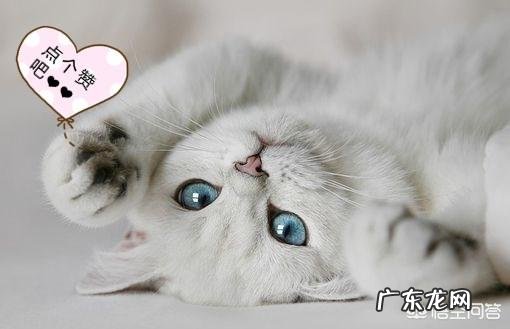 猫咪突然流口水是怎么回事?