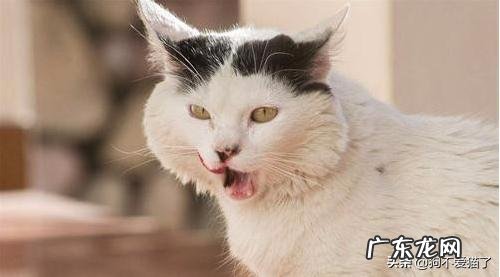 猫咪突然流口水是怎么回事?