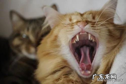 猫咪突然流口水是怎么回事?