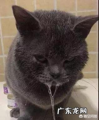 猫咪突然流口水是怎么回事?