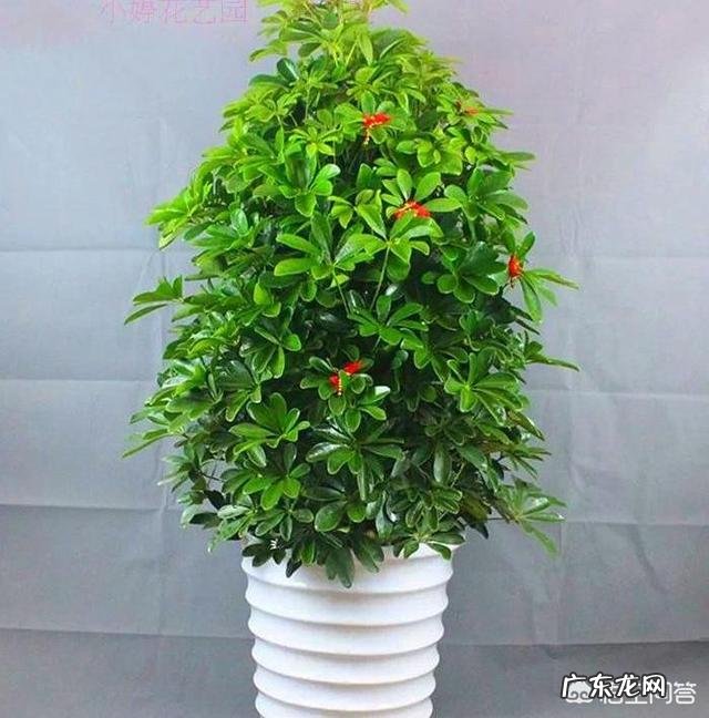 鸭脚木长的太高了,截下来栽能活吗?需要注意些什么?