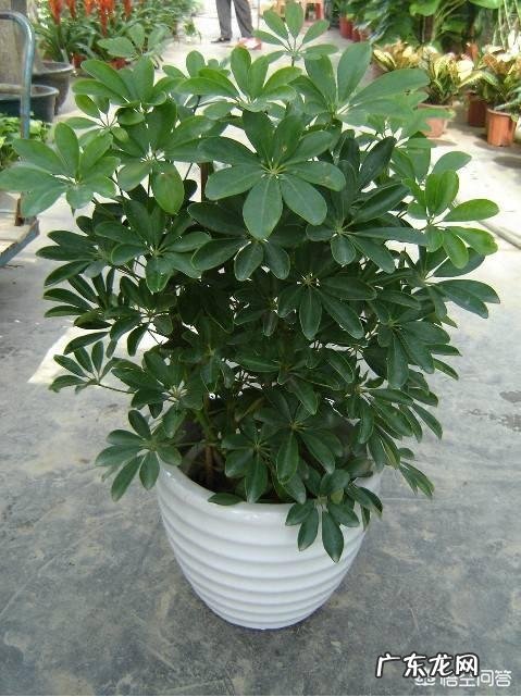 鸭脚木长的太高了,截下来栽能活吗?需要注意些什么?