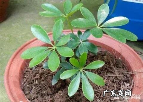 鸭脚木长的太高了,截下来栽能活吗?需要注意些什么?