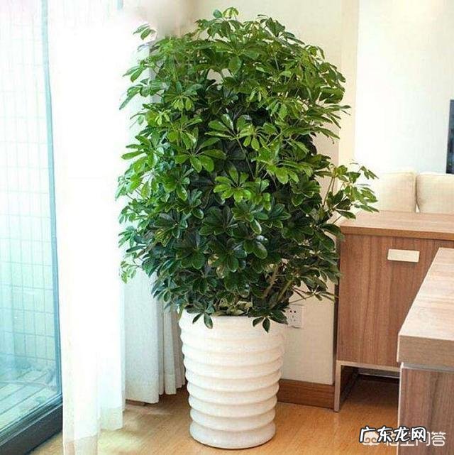 鸭脚木长的太高了,截下来栽能活吗?需要注意些什么?