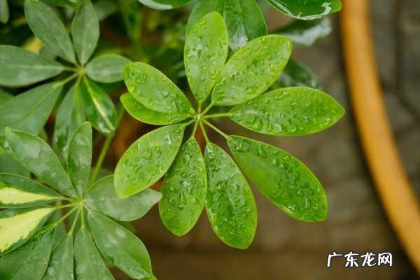 鸭脚木长的太高了,截下来栽能活吗?需要注意些什么?