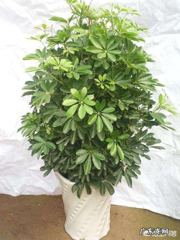 鸭脚木长的太高了,截下来栽能活吗?需要注意些什么?