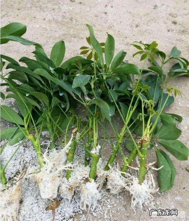 鸭脚木长的太高了,截下来栽能活吗?需要注意些什么?