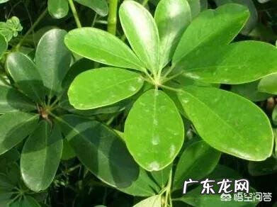 鸭脚木长的太高了,截下来栽能活吗?需要注意些什么?