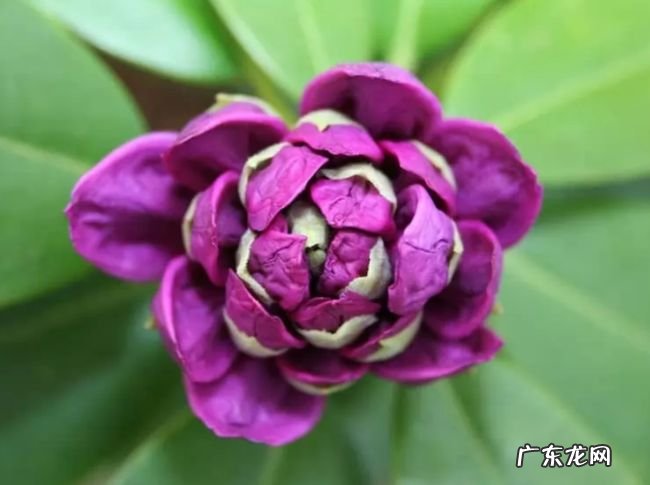 世界十大最毒植物 原来大部分杜鹃花都有毒！