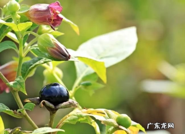 世界十大最毒植物 原来大部分杜鹃花都有毒!