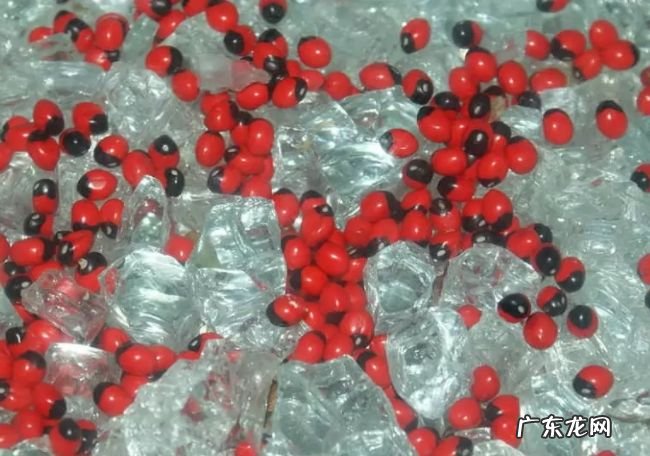 世界十大最毒植物 原来大部分杜鹃花都有毒！