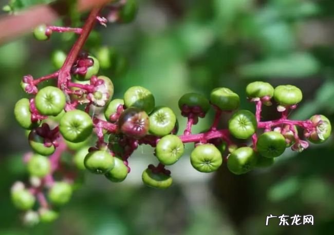 世界十大最毒植物 原来大部分杜鹃花都有毒！