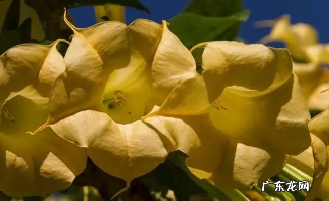 世界十大最毒植物 原来大部分杜鹃花都有毒！