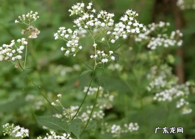 世界十大最毒植物 原来大部分杜鹃花都有毒！