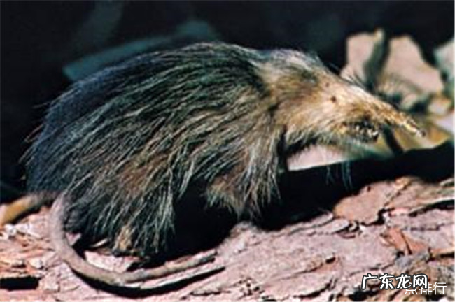 世界十大丑陋动物排名 简直要被丑哭了有木有