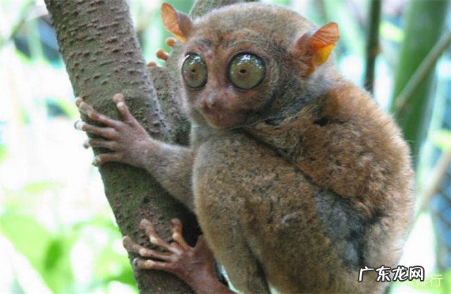 世界十大丑陋动物排名 简直要被丑哭了有木有