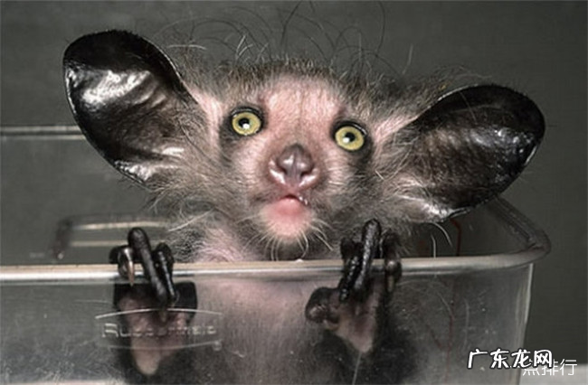 世界十大丑陋动物排名 简直要被丑哭了有木有