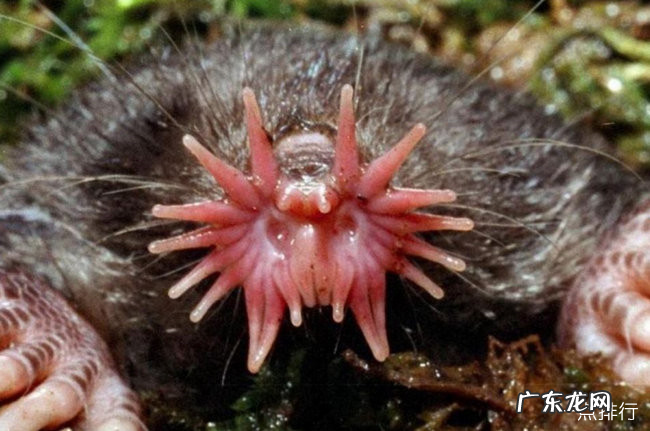 世界十大丑陋动物排名 简直要被丑哭了有木有