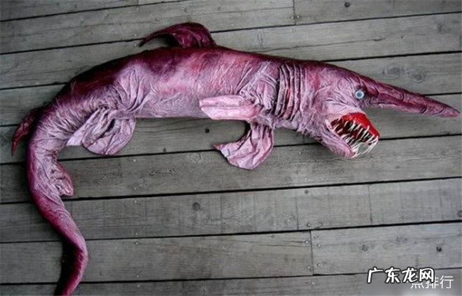 世界十大丑陋动物排名 简直要被丑哭了有木有