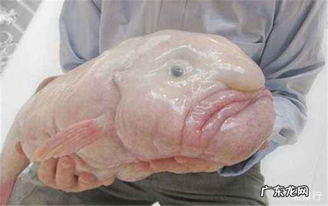 世界十大丑陋动物排名 简直要被丑哭了有木有