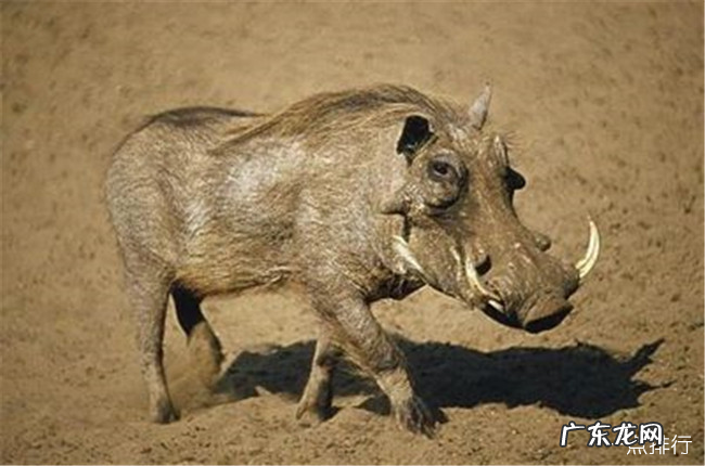 世界十大丑陋动物排名 简直要被丑哭了有木有