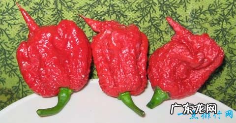 世界十大最辣辣椒排行榜 辣到你怀疑人生