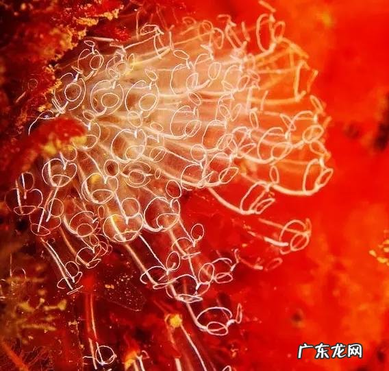 深海里有哪些好看的生物？