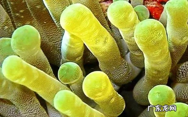 深海里有哪些好看的生物？