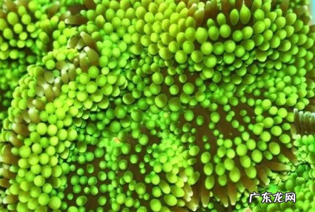 深海里有哪些好看的生物？