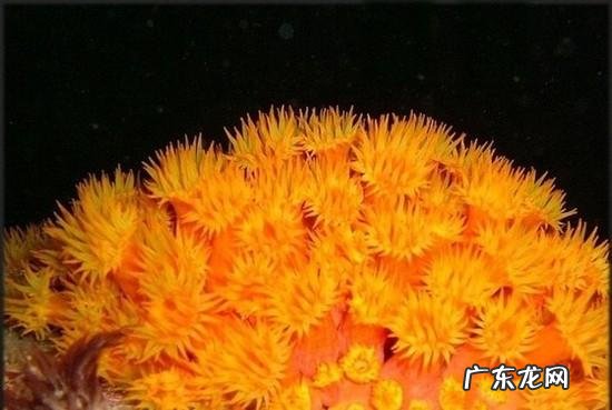 深海里有哪些好看的生物?